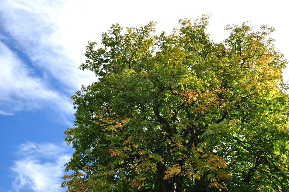 tree with green leaves on the background of the sky with clouds