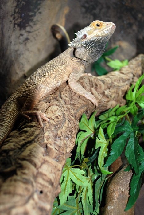 Reptile Zoo Nature Creature