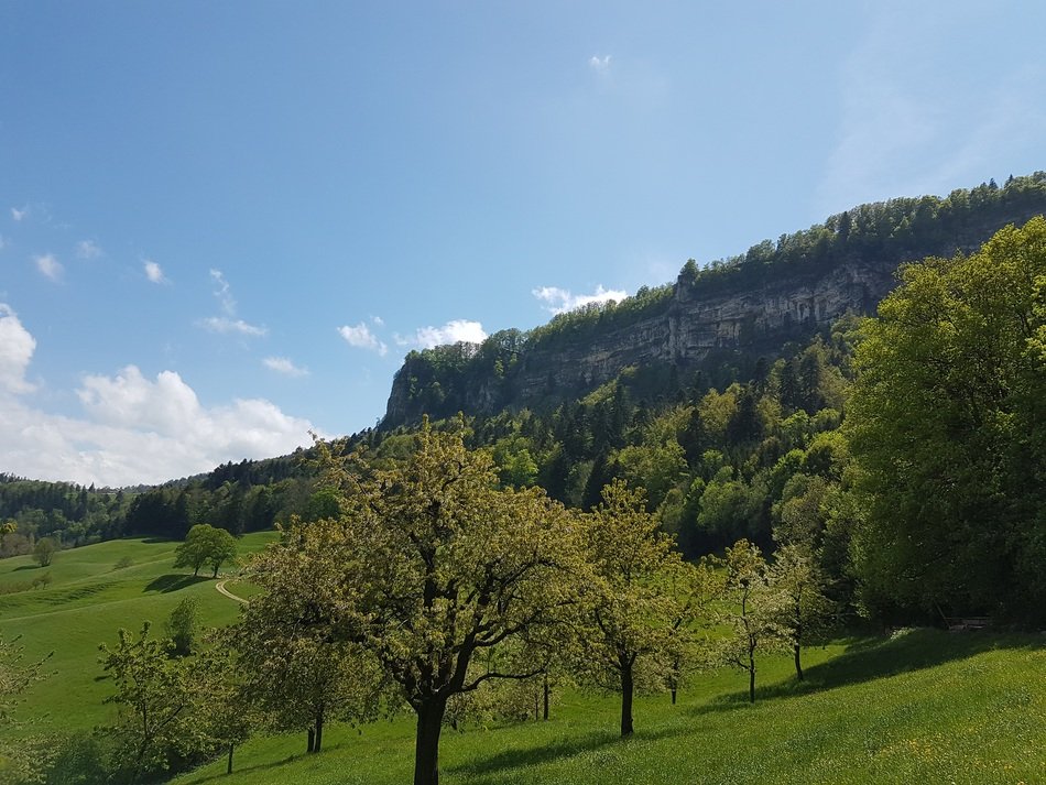 meadow near the forest at the foot of the mountains in switzerland