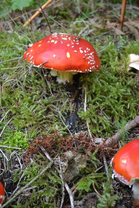 fly agaric fungi