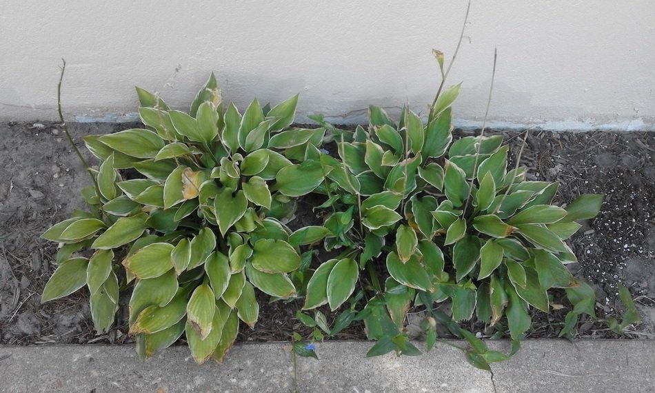 two green bushes on the lawn against the wall
