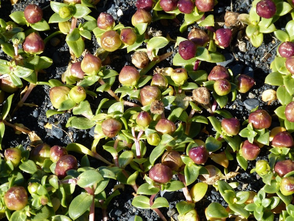 beach plants on the south coast in iceland