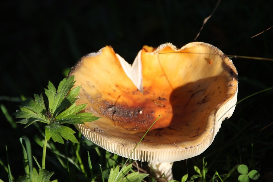 orange Mushroom Nature