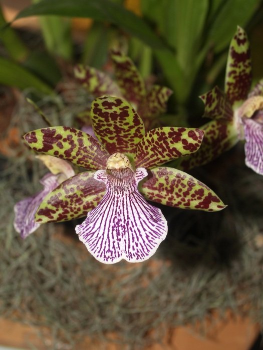 orchids of a unusual coloring