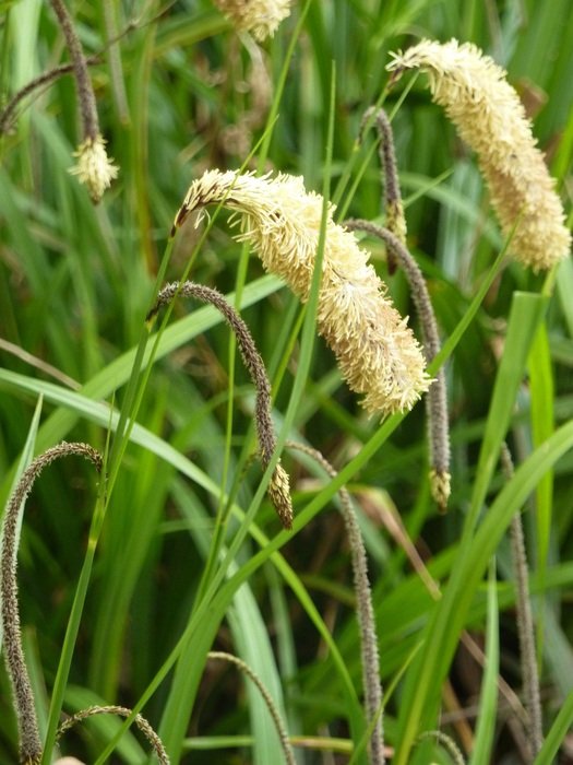 yellow grass seeds in the meadow