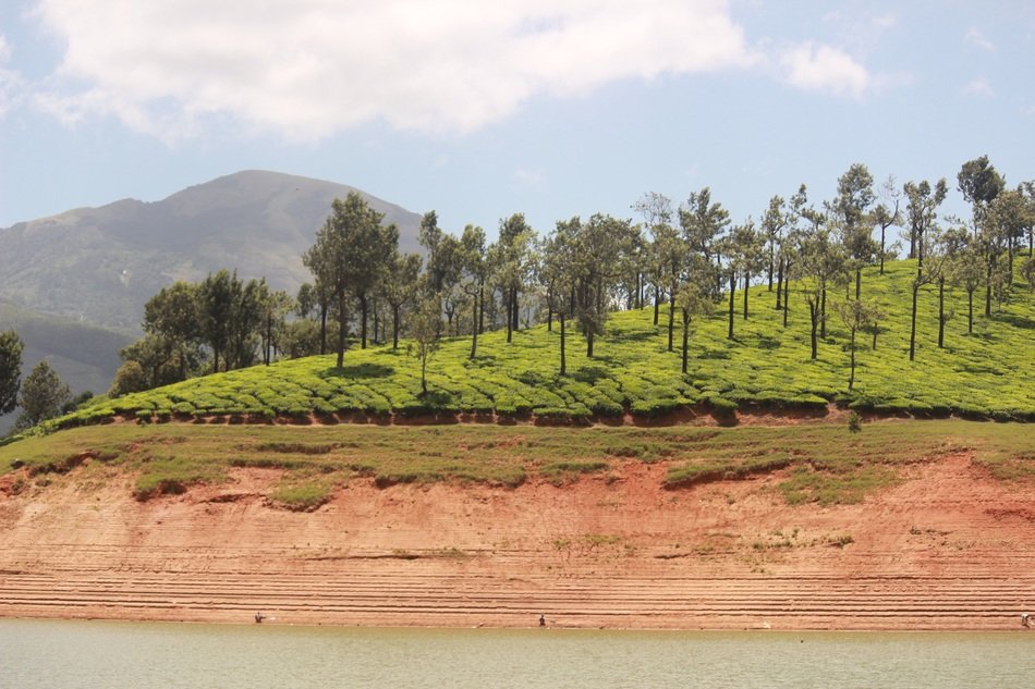 Forest Dam Tea