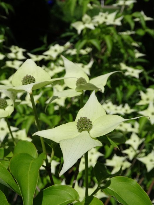 unusual green flower