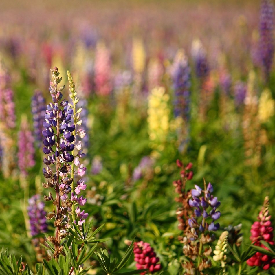 natural lupins summer flower