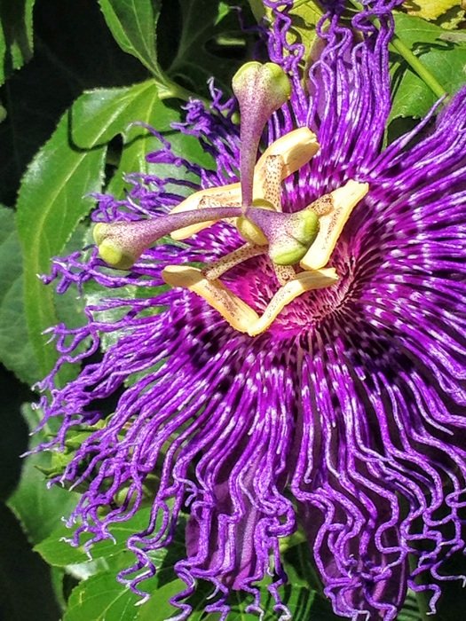 Passionflower Flower Bloom