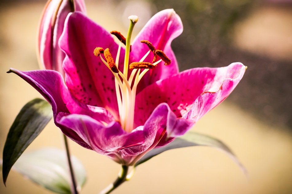 Lily Flower Nature Blossom