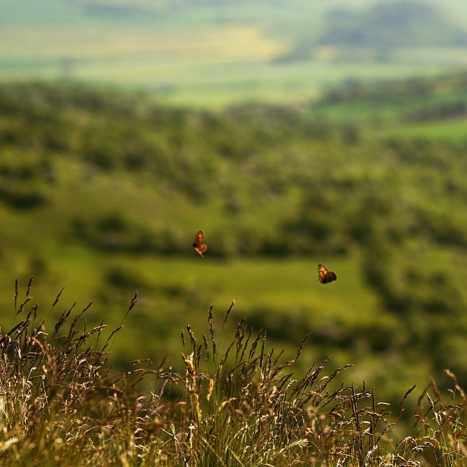 fluttering butterflies at rural landscape