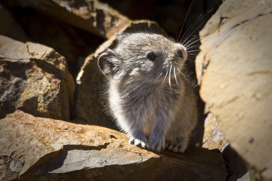 Collared pika in wildlife