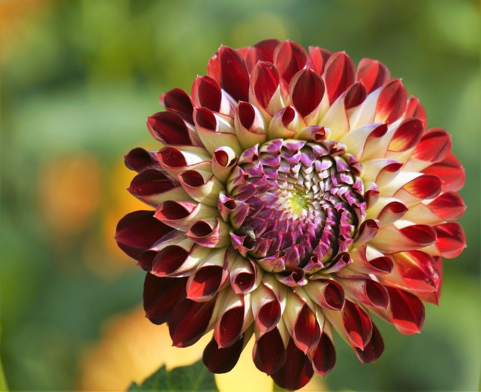 picturesque and pretty Dahlias