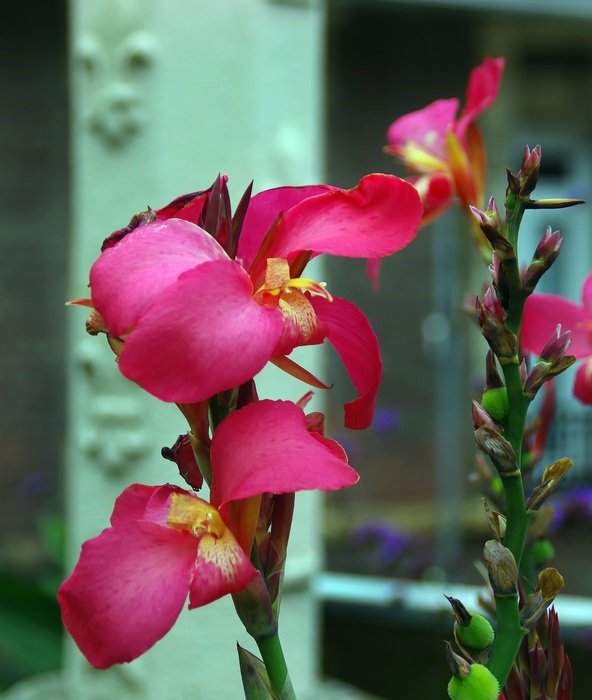 red Cannas in bloom