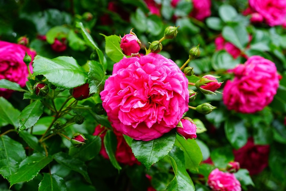 beautiful rose Bud