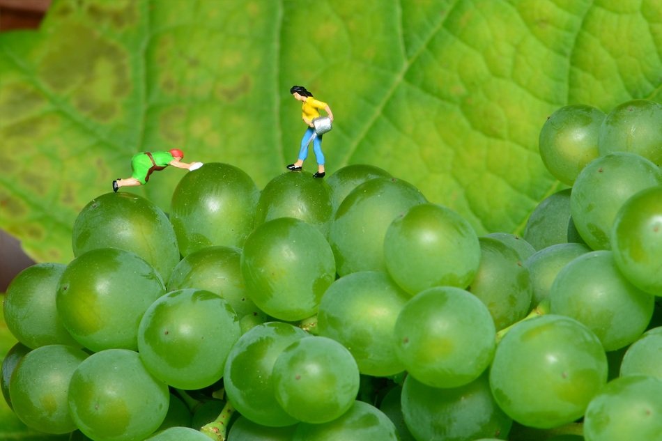 mini people on green grapes