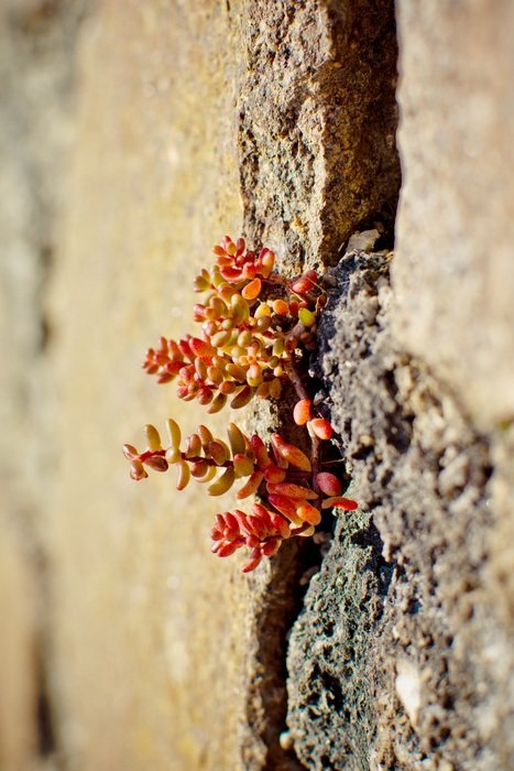 beautiful and cute Alpine Stonecrop