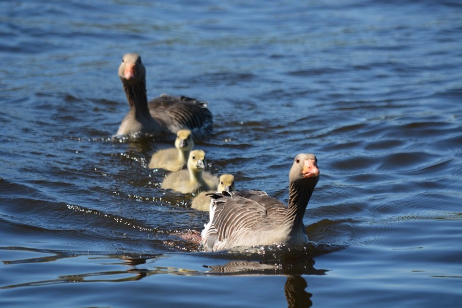 ducks with ducklings on the lake