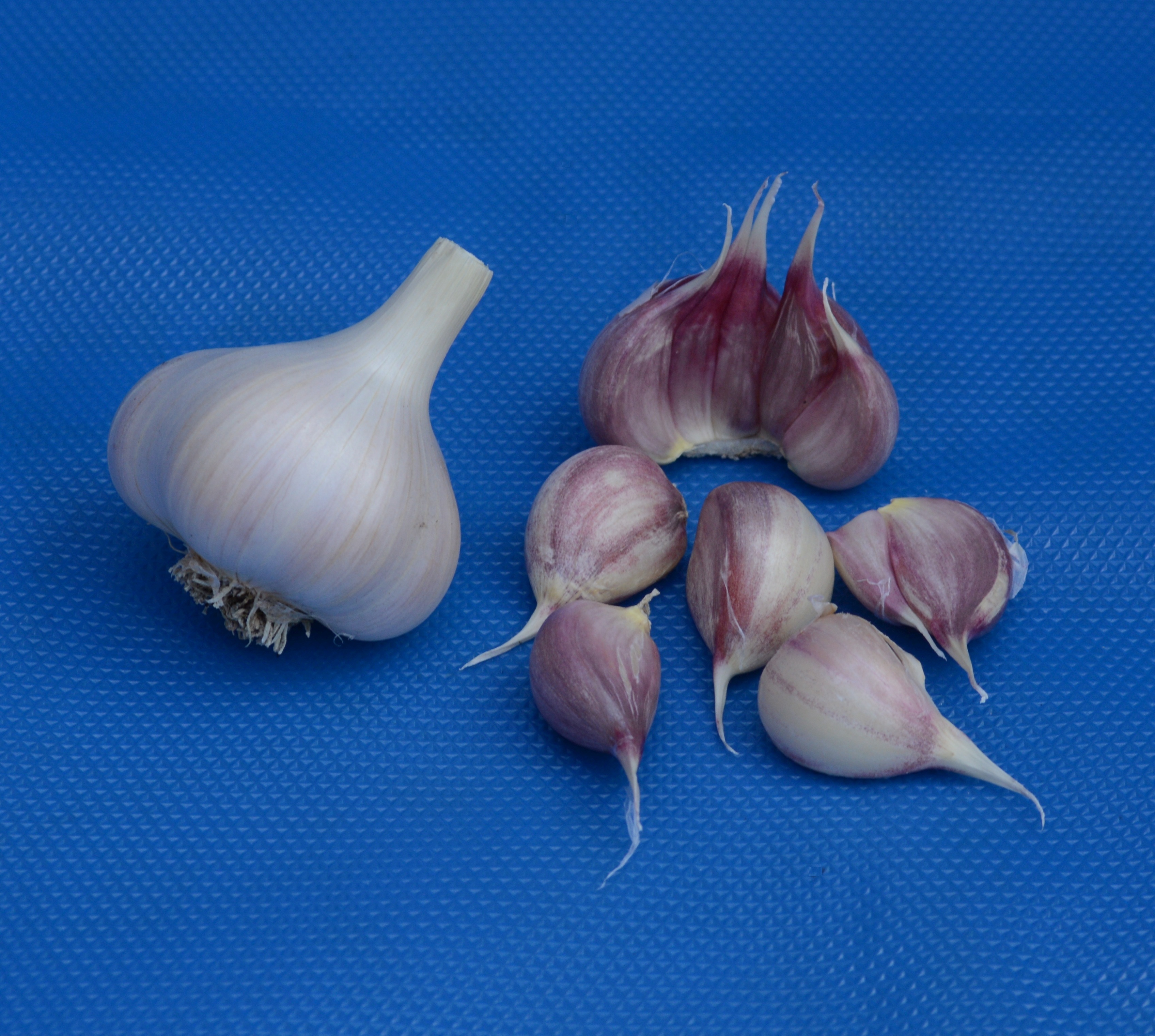 Garlic Bulb free image download