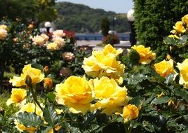 yellow rose bush in the park