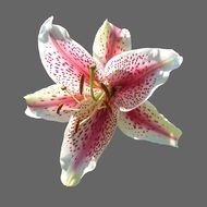 beautiful and cute Lily Blossom
