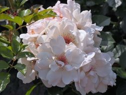 bush with lush pink-white flowers in verny park