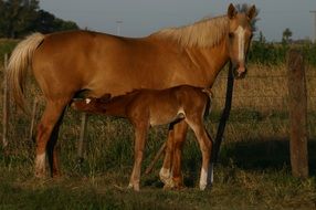 foal feeds on mare's milk
