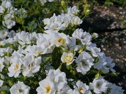 bush of white roses