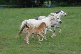 picture of the Welsh Ponies