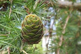 larch cone close up