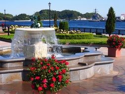 bushes of colorful roses near the fountain in verny park