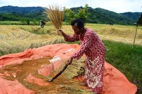 people working in rice fields