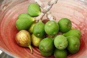 green Figs on Branches in red bowl