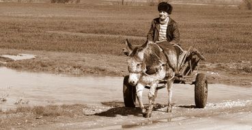 Retro photo of the cart with the donkey