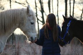 portrait of girl with white and black horses