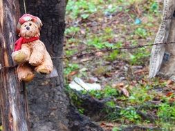 teddy bear on rusty wire in the forest