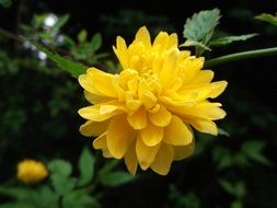 Ranunculus, fluffy Buttercup Flower