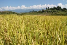 Landscape of rice crop on the field