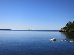 swan family on calm blue lake