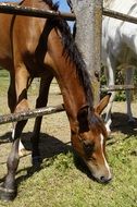 Arabian foal eats grass near the fence