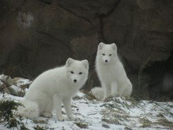 Beautiful fluffy Arctic foxes