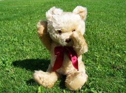 Teddy Bear sits on lawn