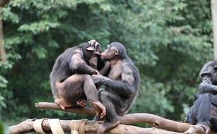Family of apes on a branch