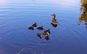 Family of ducks in the lake