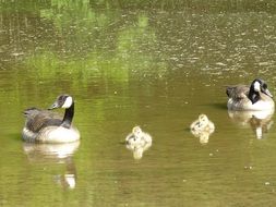 Mallard with ducklings on the pond