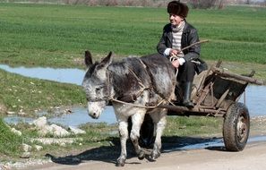 cart with a donkey