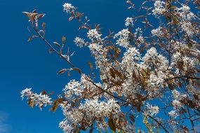 A lot of the beautiful white flowers in spring