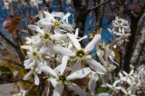 blooming amelanchier under the bright sun
