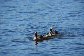 family of gray geese on the water