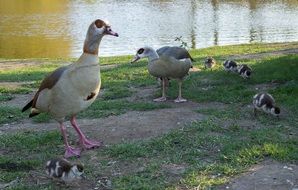 photo of a family of wild geese by the lake